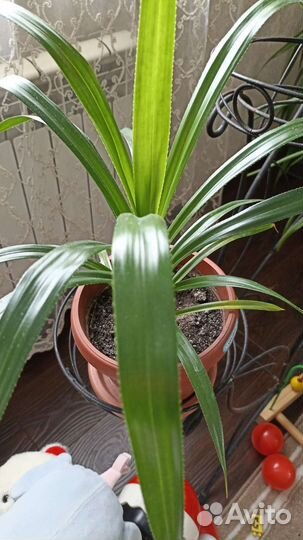 Пальма панданус