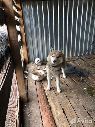 Собаки хаски