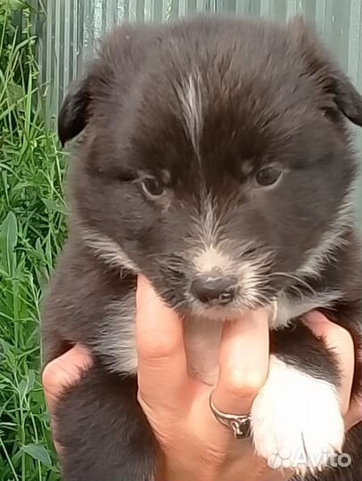 Щенки дворняшки