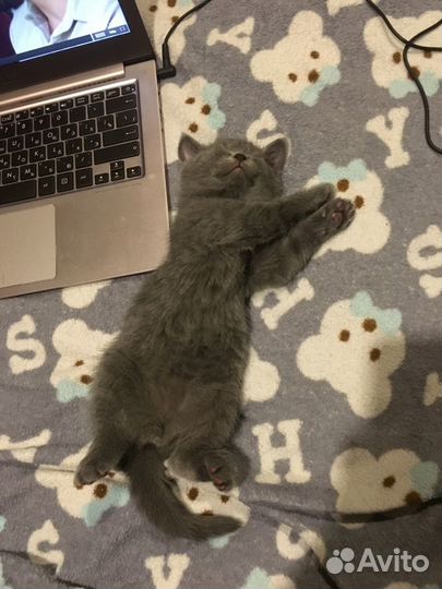 Британские котята