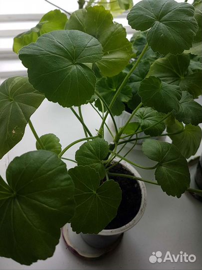 Пеларгонии коллекционные и сортовые