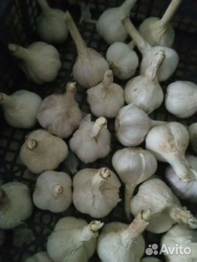 Морковь, чеснок, тыква и кабачки