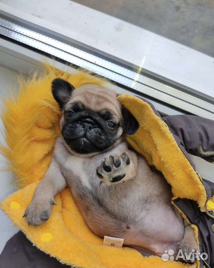 Щенки мопса