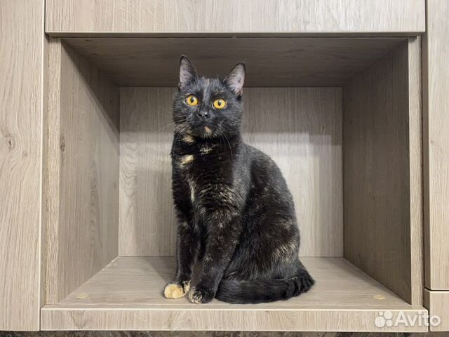 Вязка кошки