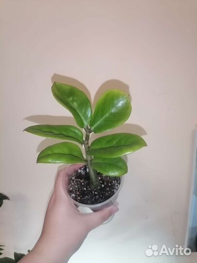 Замиокулькас зензи