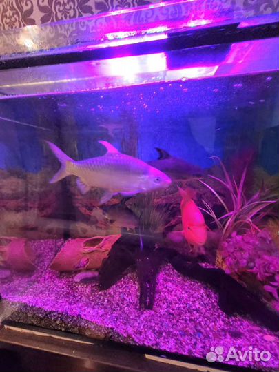 Продам рыб