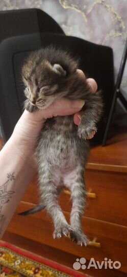 Кошка в дар бесплатно