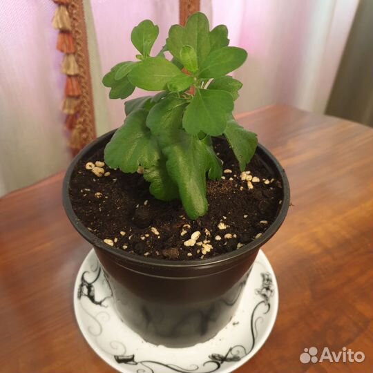 Хризантемы мультифлора