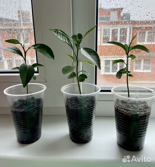 Комнатные цветы