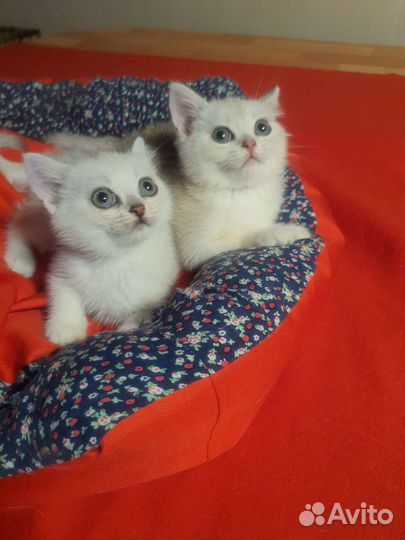 Красивые котятки