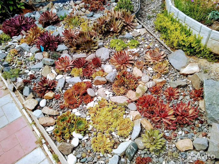 Молодило-каменная роза