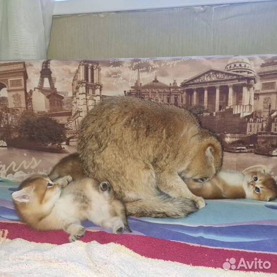 Шотландские котята