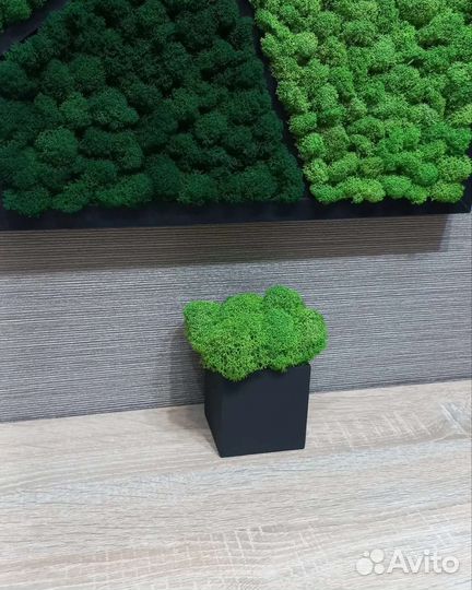 Стабилизированный мох панно