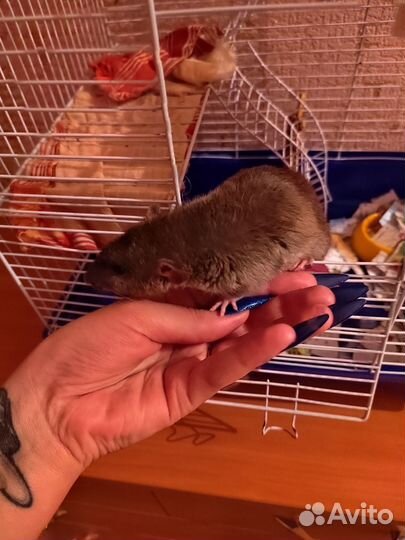 Крыса дамбо рэкс