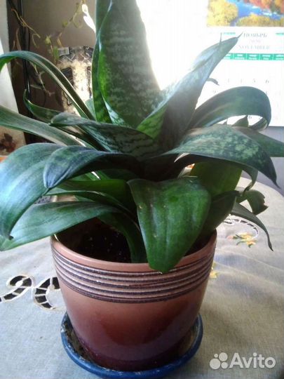 Сансевиерия хана