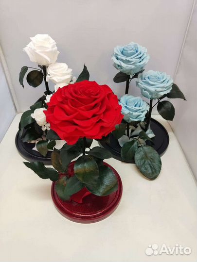 Новогодний подарок / Роза в колбе