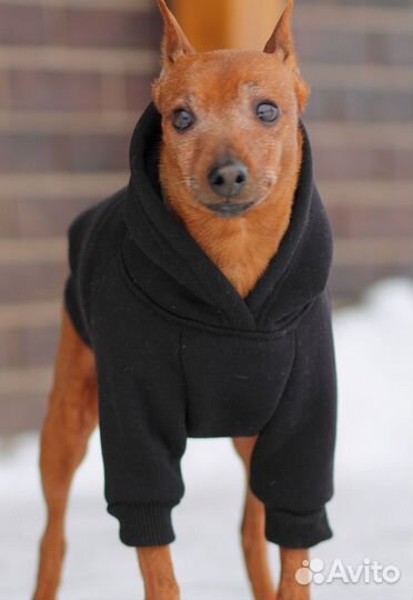 Толстовка для собак миниатюрных пород