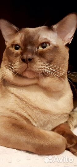 Бурманский котик