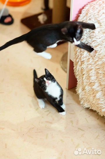 Котенок в добрые руки