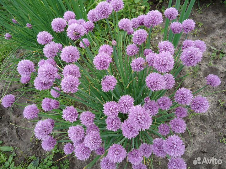 Садовые растения весна 2024 есть редкие