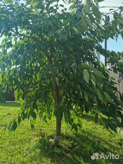 Черешня дерево