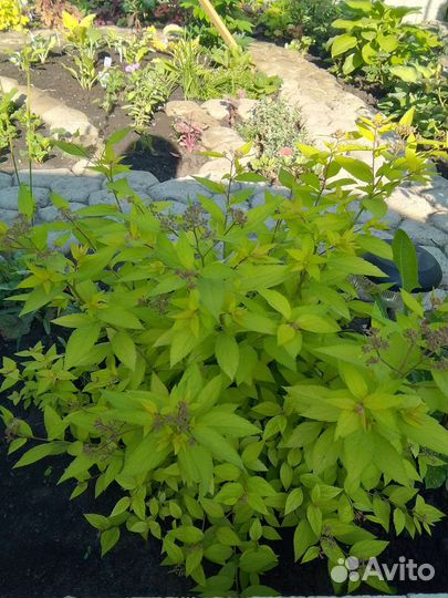 Юкка, спирея