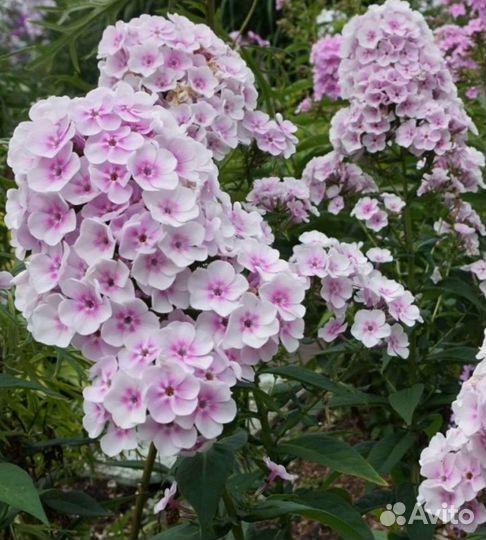 Флоксы метельчатые мелкоцветковые