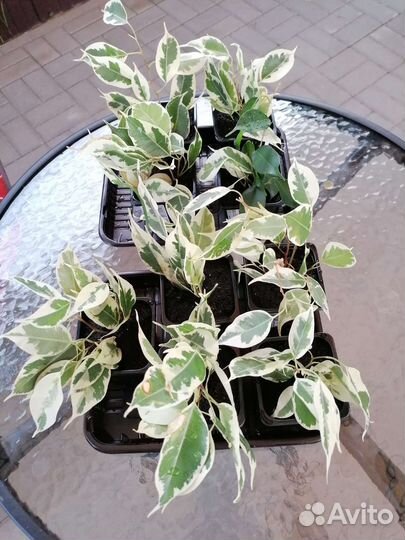 Фикус бенджамина (отростки)