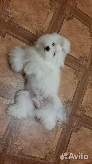 Мальтезе Вязка