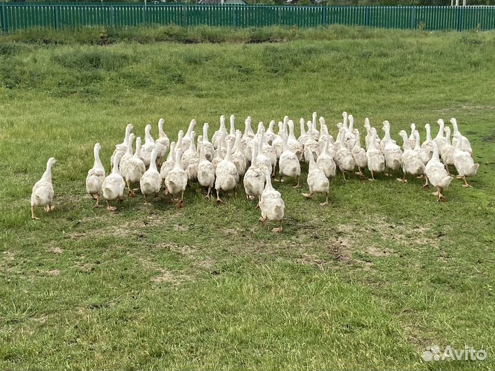 Гуси белые