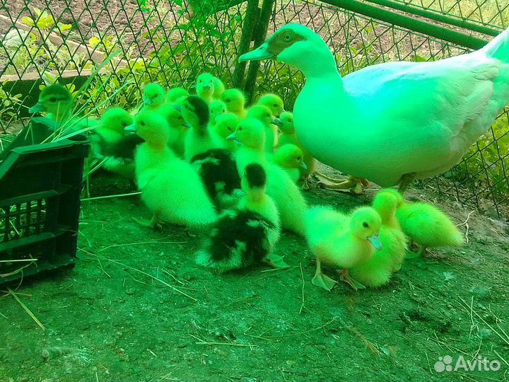 Мускусные утята