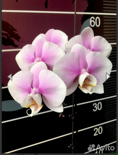 Орхидея фаленопсис