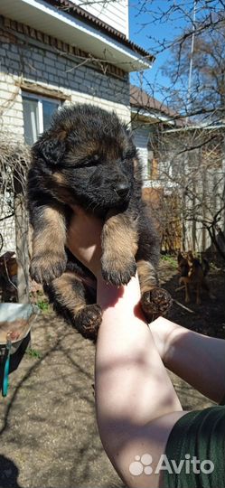 Щенки немецкой овчарки