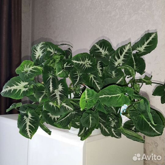 Сингониум, эпипремнум