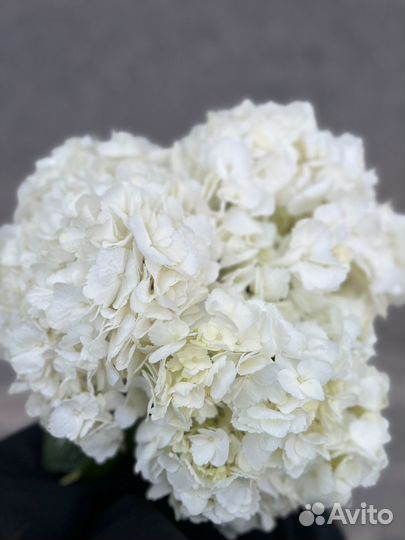 Цветы с доставкой гортензия гербера роза