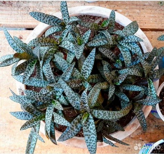 Ладебурия общественная