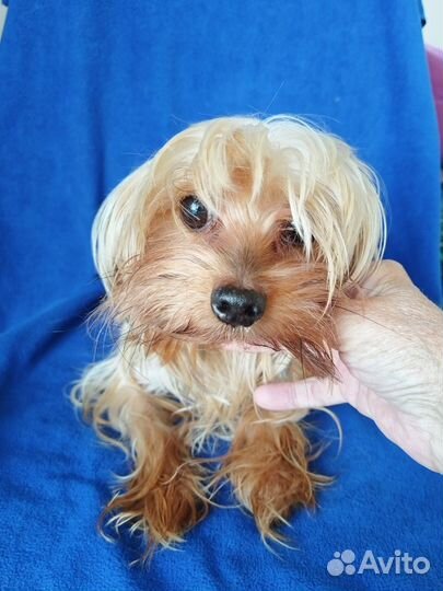 Девочка Йорк