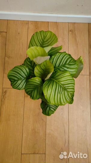 Калатея орбифолия