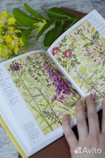 Книга Дикие цветы Британии на английском