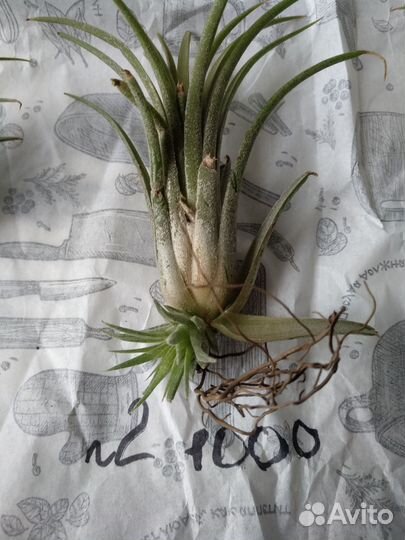 Тилландсия атмосферная