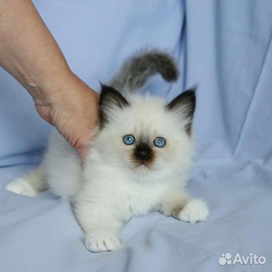 Священная бирма