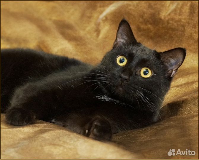 Демми - черный умничка