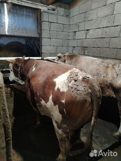 Бычки на откорм или на мясо