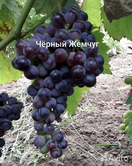 Саженцы и черенки винограда