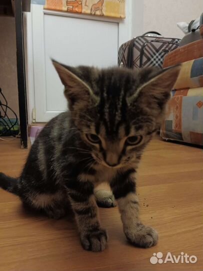 Котенок в добрые руки