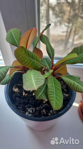 Молочай разных размеров