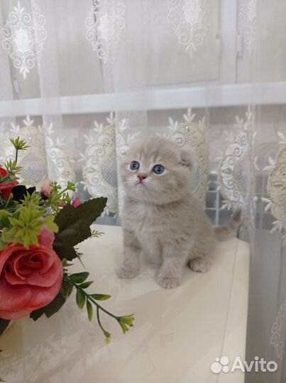 Шотландская