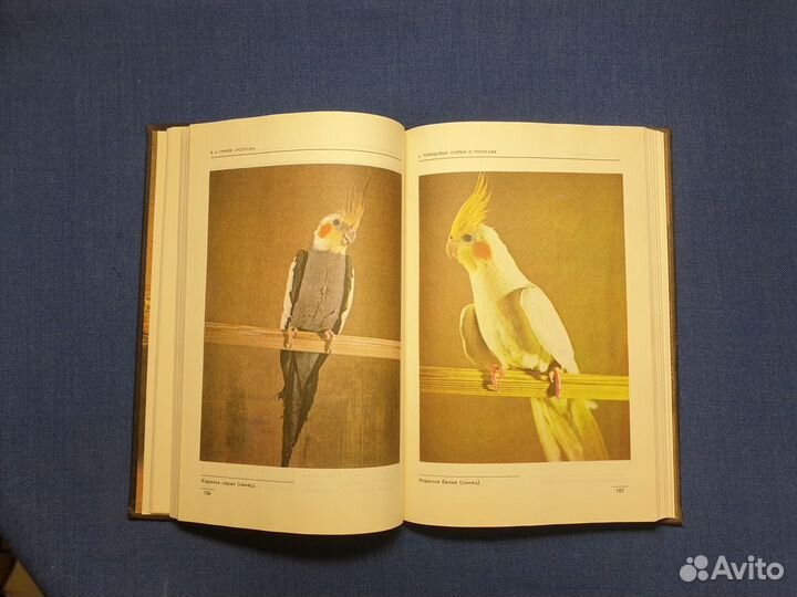 Книга попугаи