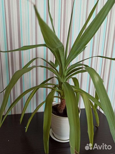 Пальма Юкка 20 см, 50 см