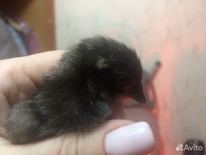 Лакеданзи инкубационное яйцо